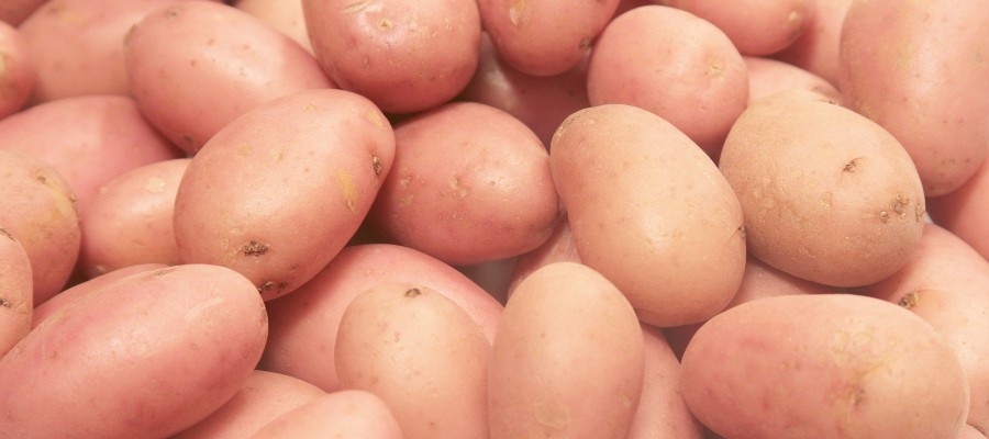 POMME DE TERRE NOUVELLES 