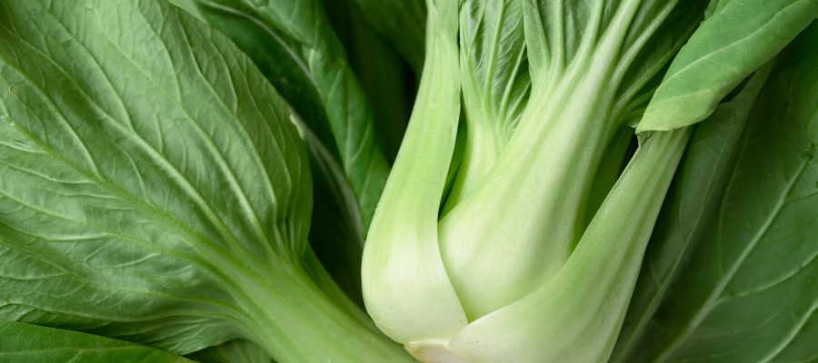 CHOU CHINOIS Pak choï (entre 0.6 et 0.8 kg pièce)