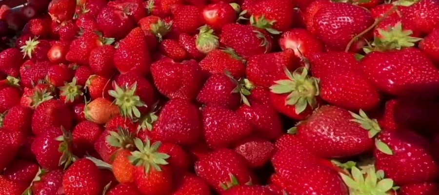 FRAISE Rubis des jardins 250 g