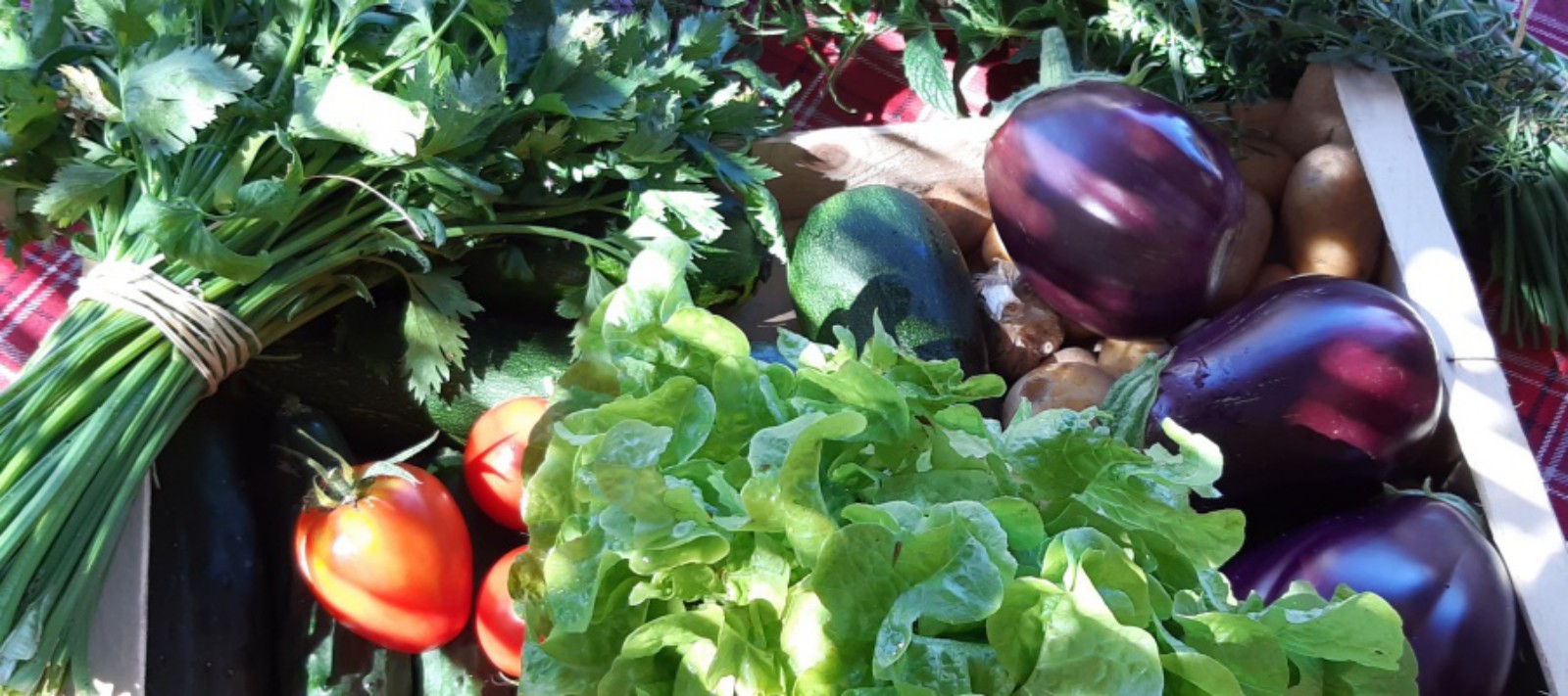 jardin de carpediem legumes bio Les Eyzies