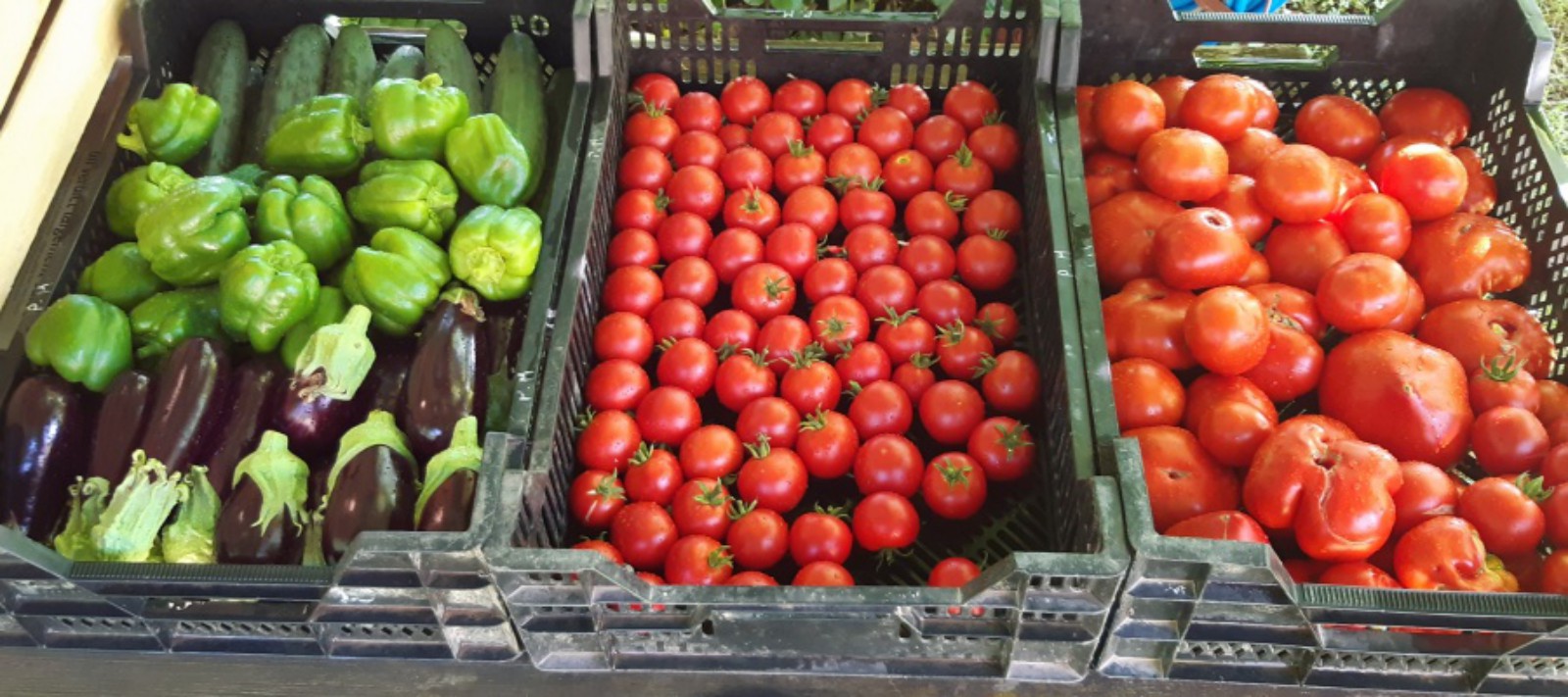 jardin de carpediem legumes bio producteur