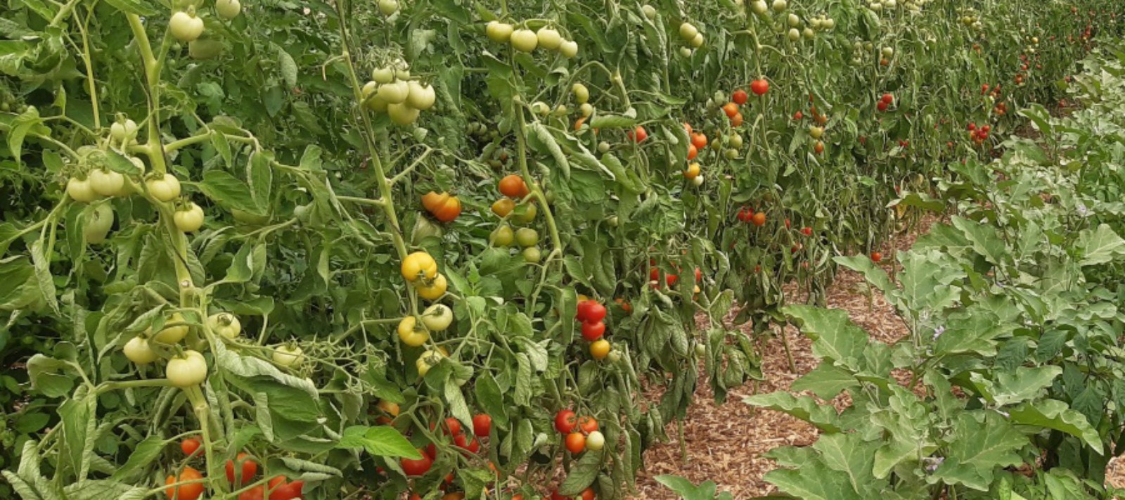 jardin de carpediem legumes bio vente directe