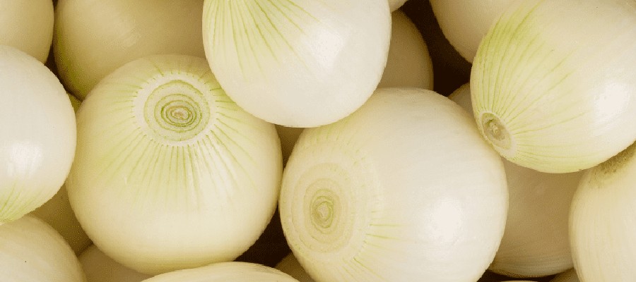 OIGNONS BLANCS 