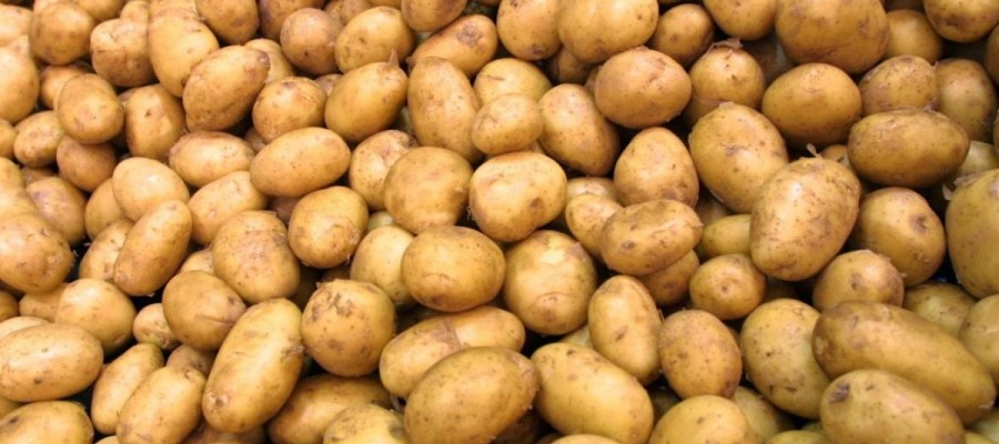 POMMES DE TERRE Emeraude