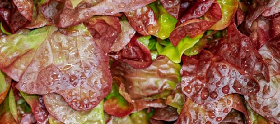 SALADE BATAVIA BRUNE 