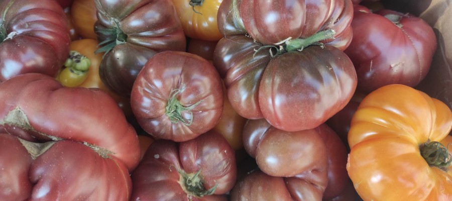 TOMATE ANCIENNE 