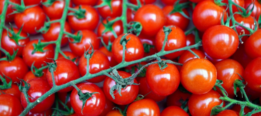 TOMATE CERISE Multicolores